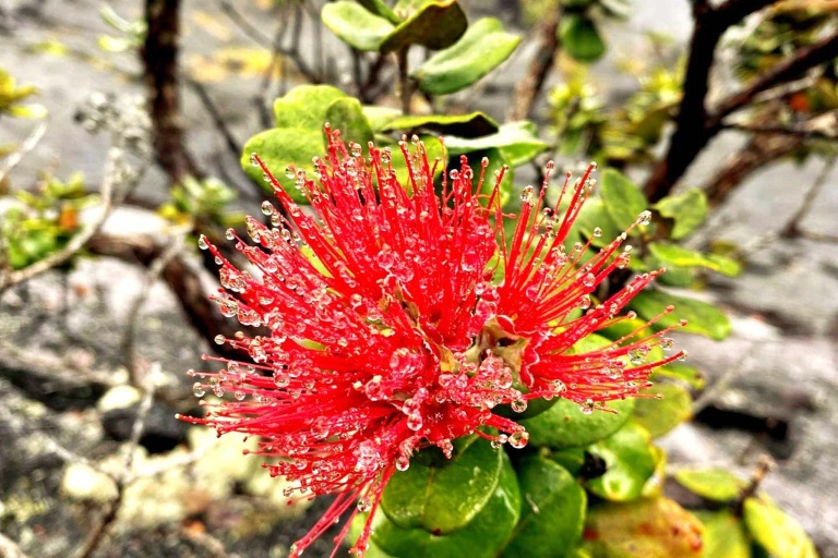Bigisland Deluxe Volcano Experience Tour Feature The Lehua Blossom A Symbol Of Hawaiian Resilience And Nobility