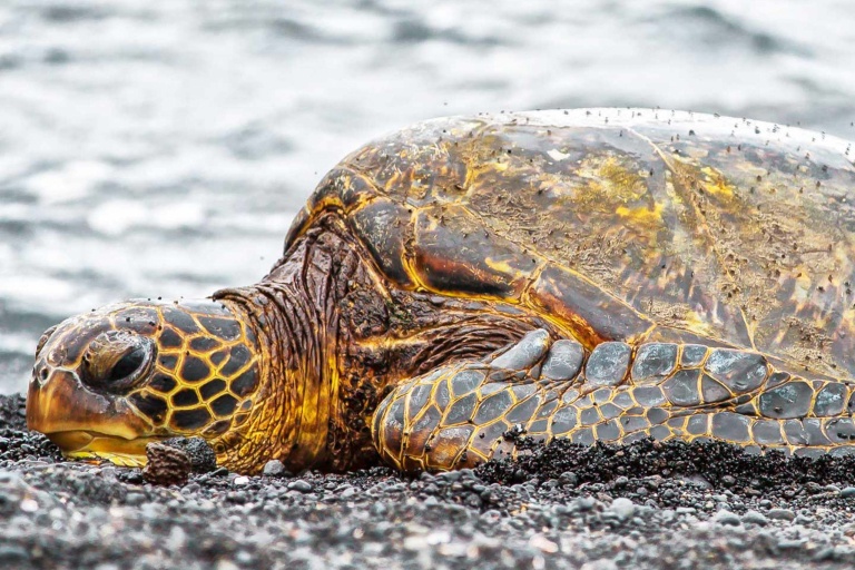 Bigisland Deluxe Volcano Experience Tour Feature Wise Turtles At Punaluu Black Sand Beach