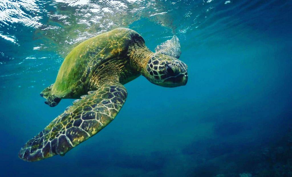 crystal clear water and a sea turtle lanai maui hawaii ocean rafting