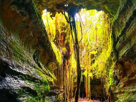 great shot of the lava tube big island hawaii forest