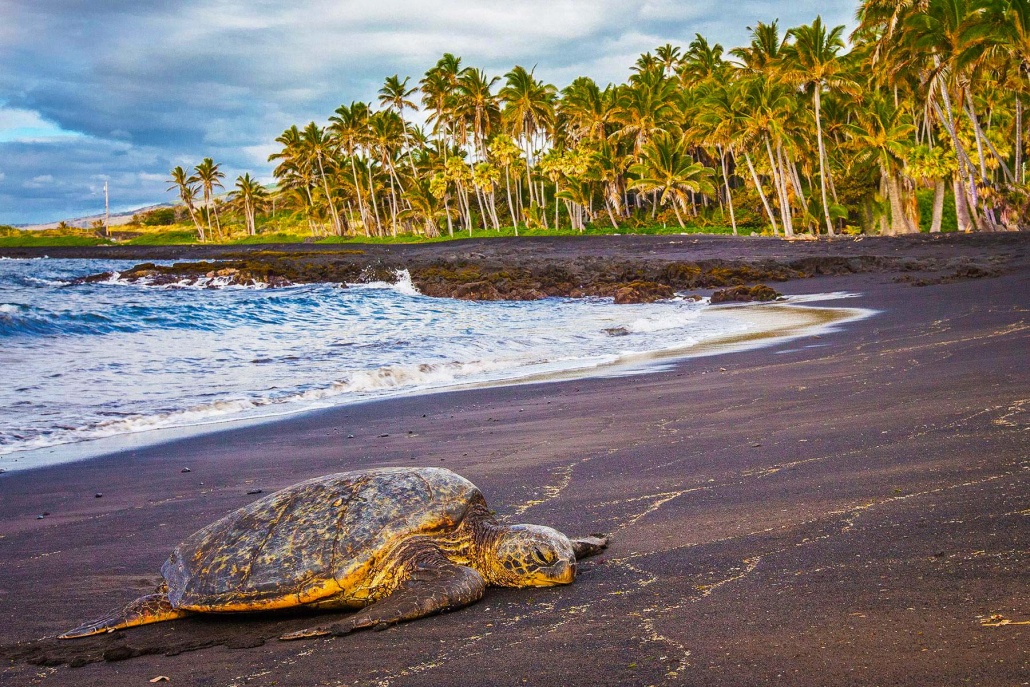 green turtles at punaluu black sand beach big island kailani tours hawaii