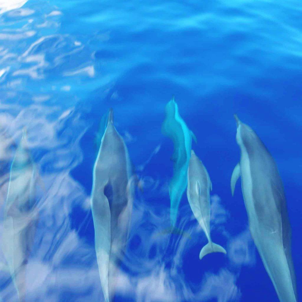 half day dolphin watch and snorkel tour lanai maui hawaii ocean rafting