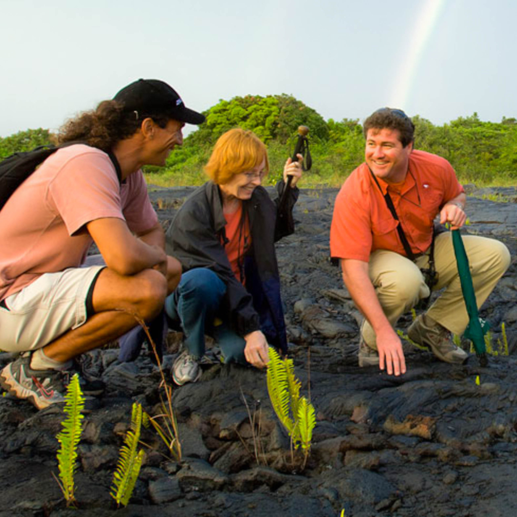 Hawaii Forest Hawaii Volcano Unveiled Discover Lava