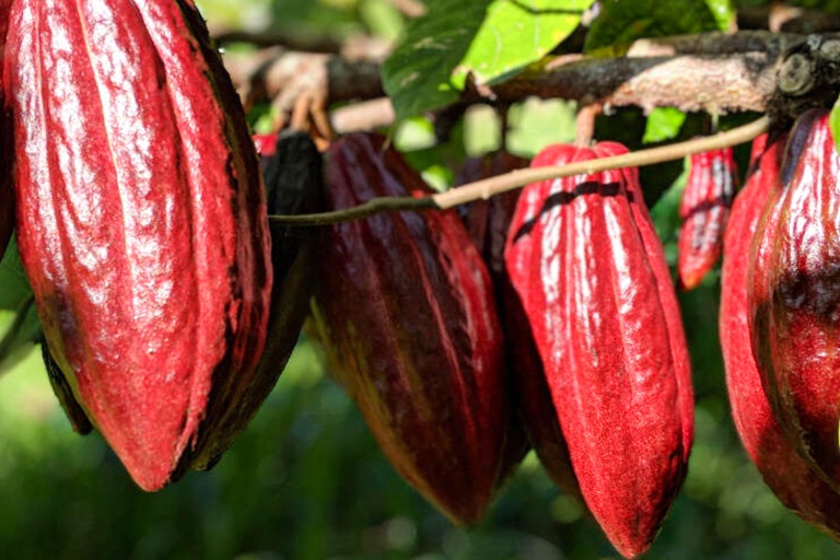 Hawaii Forest Volcano Unveiled Tour Feature Cacao Tree