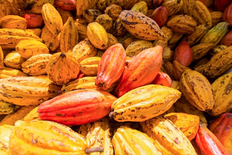 Hawaii Forest Volcano Unveiled Tour Feature Havest Cacao