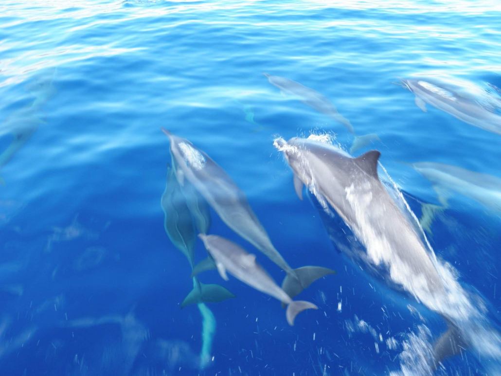 hawaii ocean rafting dolphins on snorkel tour maui