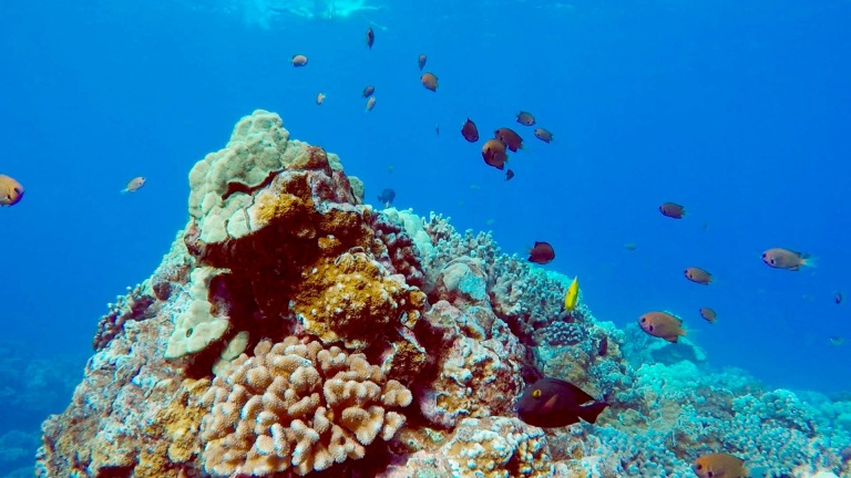 hawaii ocean rafting see tropical fish when snorkeling in maui