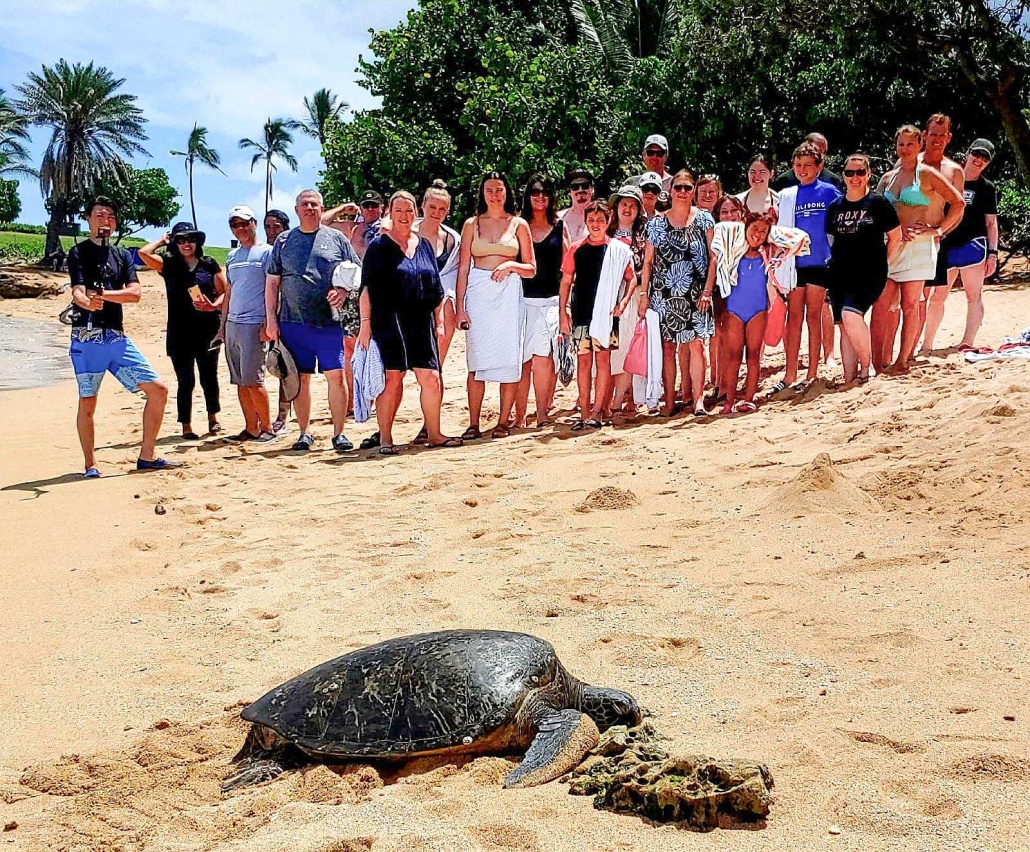 hawaii turtle tours turtle circle island tour see turtle on the sand