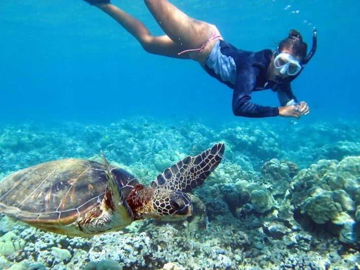 hawaii turtle tours turtle circle island tour see turtle when snorkeling