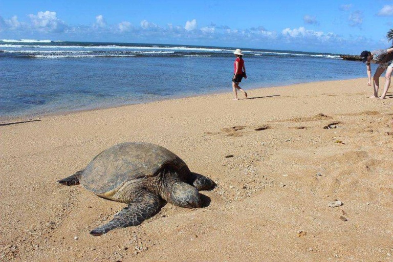Hawaii Turtle Tours Turtle Circle Island Tour Turtle Fun Stops