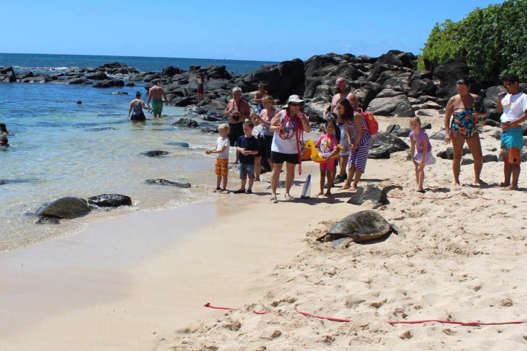 Hawaii Turtle Tours Turtle Circle Island Tour Turtle Get Away