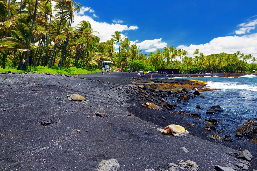 hawaiian green turtles relaxing at punaluu black sand beach on the big island kailani tours hawaii