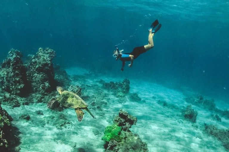 Hawaiiturtletours Circle Island Turtle Snorkel Green Sea Turtles Snorkel
