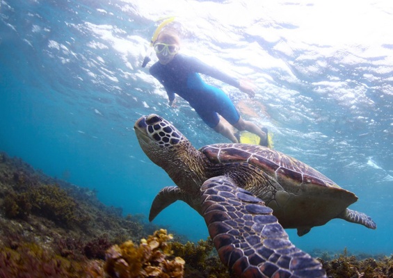 Hawaiiturtletours Circle Island Turtle Snorkel Slide