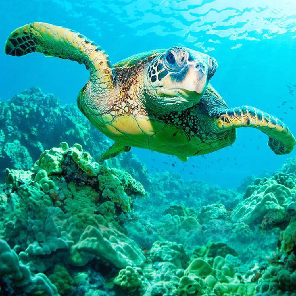 Hawaiiturtletours Circle Island Turtle Snorkel Tours Close Look
