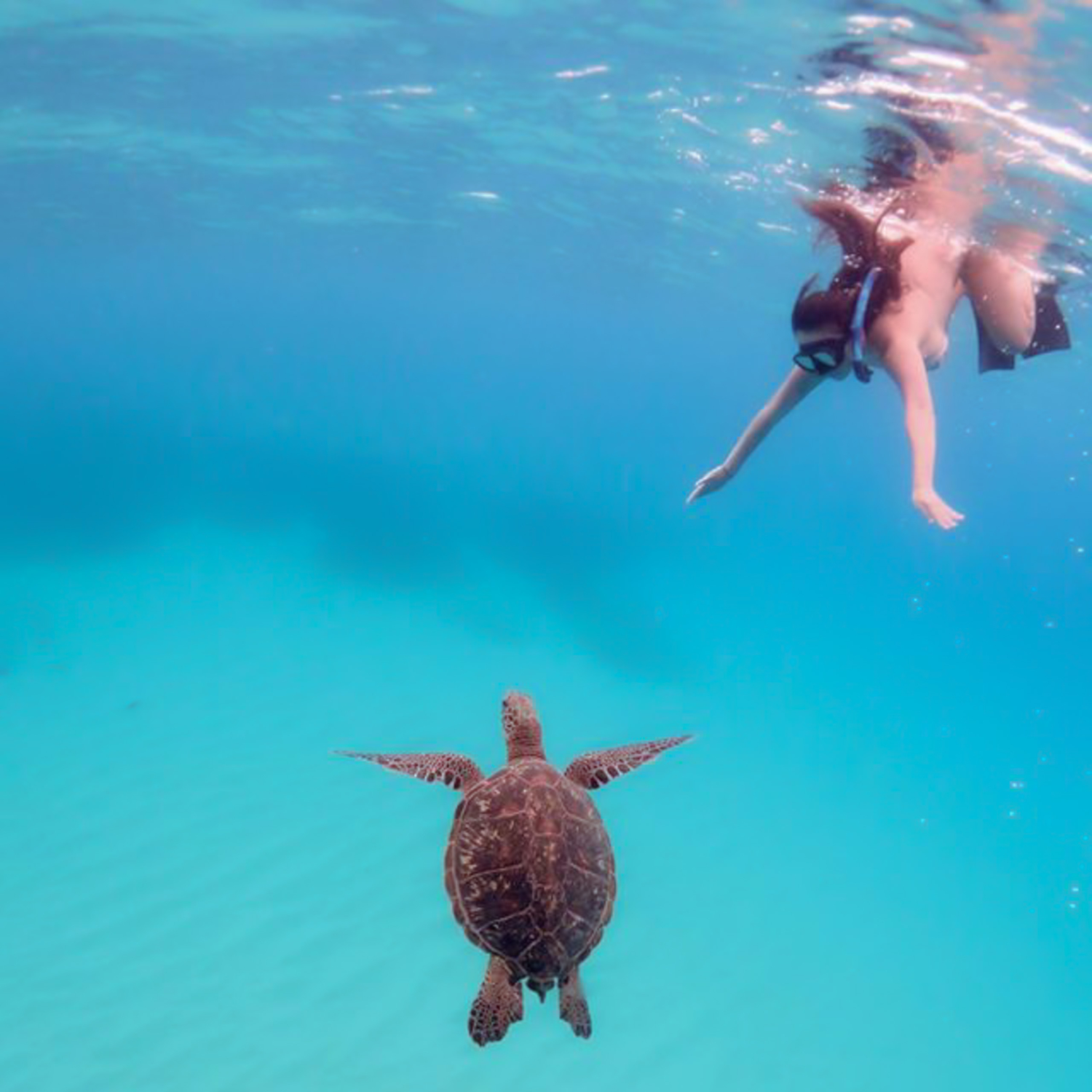 Circle Island Turtle Snorkel Tours Hawaii Tours and Activities