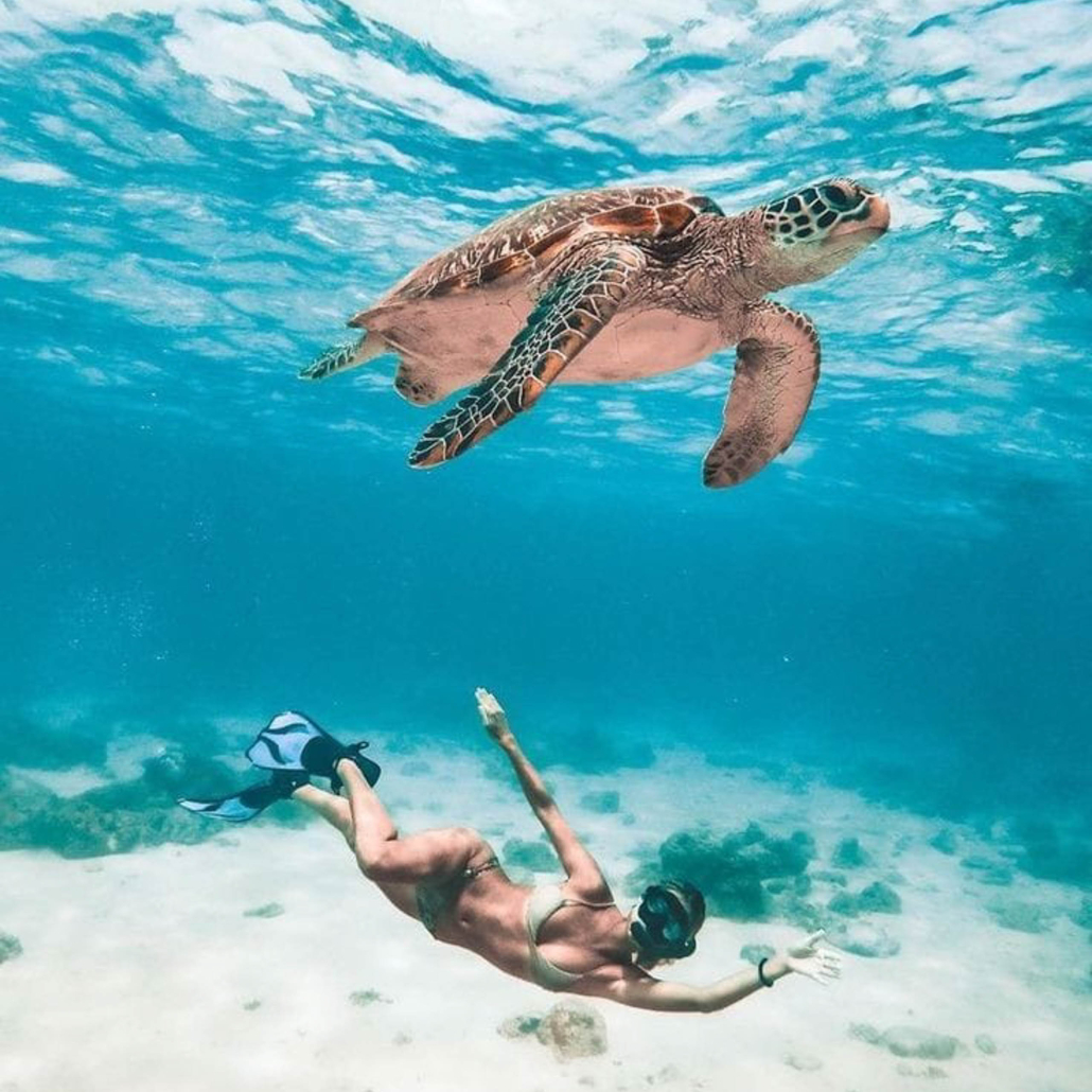 Hawaiiturtletours Circle Island Turtle Snorkel Tours Swimming With Turtle