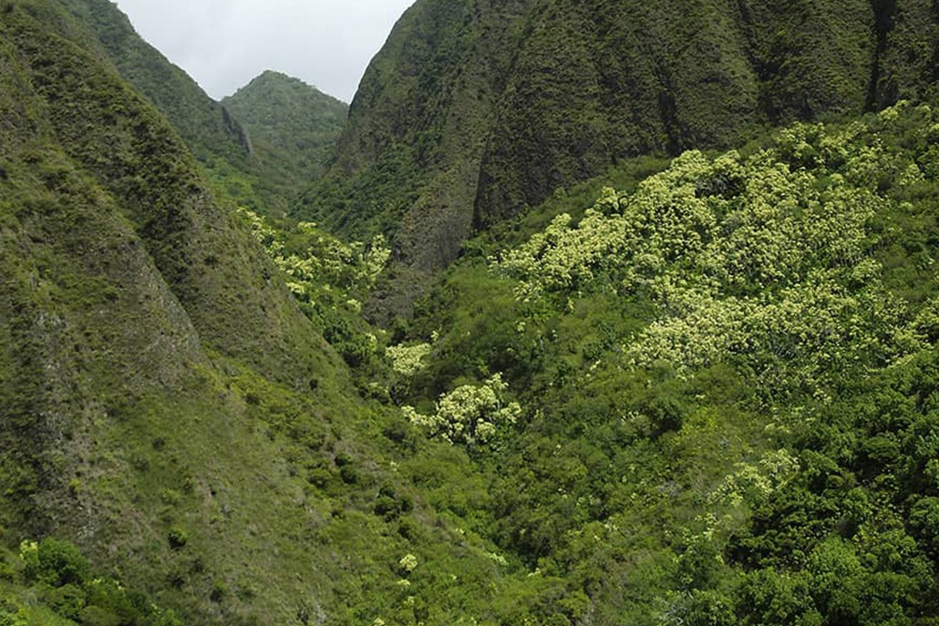 Iao Valley Aerial