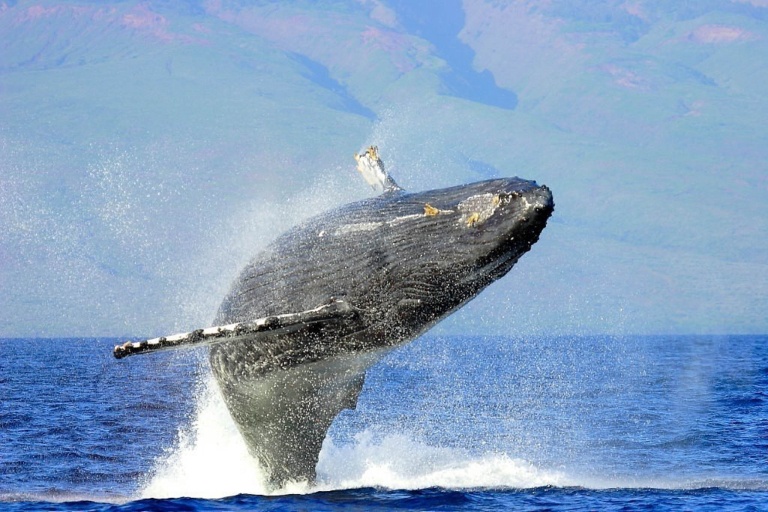 Kaanapaliocenaadventures Half Day Lanai Snorkeling Tours Feature Beauty Surrounds Lanai Rocks Whale