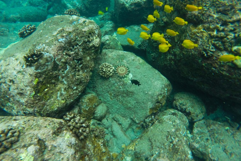 Kaanapaliocenaadventures Half Day Lanai Snorkeling Tours Feature Sea Life Fish