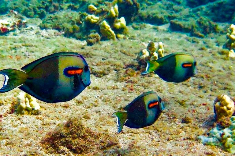 Kaanapaliocenaadventures Half Day Lanai Snorkeling Tours Feature Sea Life Ocean