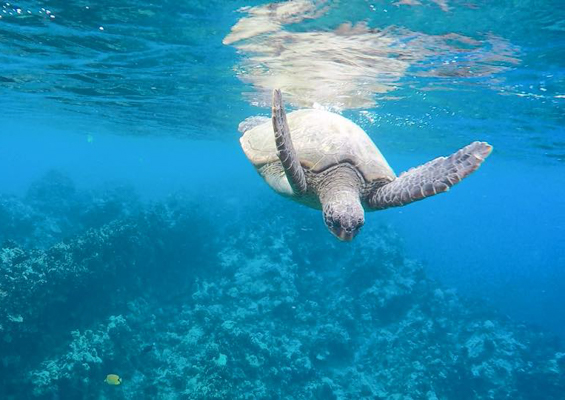 Kaikanani Signature Deluxe Snorkel Slide Turtle