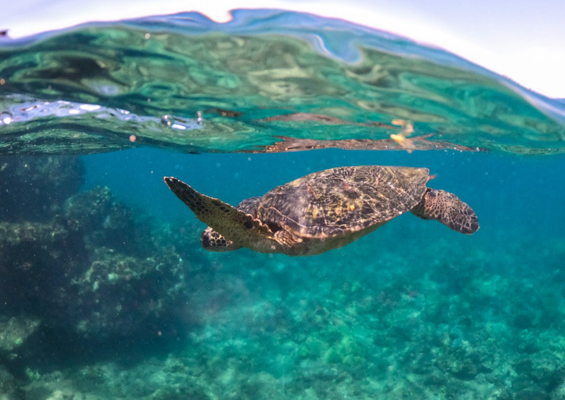 Kaikanani Sunrise Deluxe Snorkel Slide Turtle