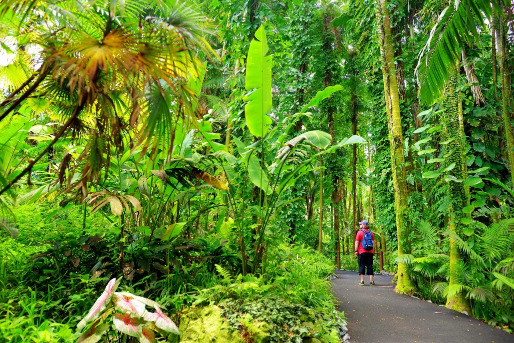 lush tropical vegetation of the hawaii tropical botanical garden of big island kailani tours hawaii