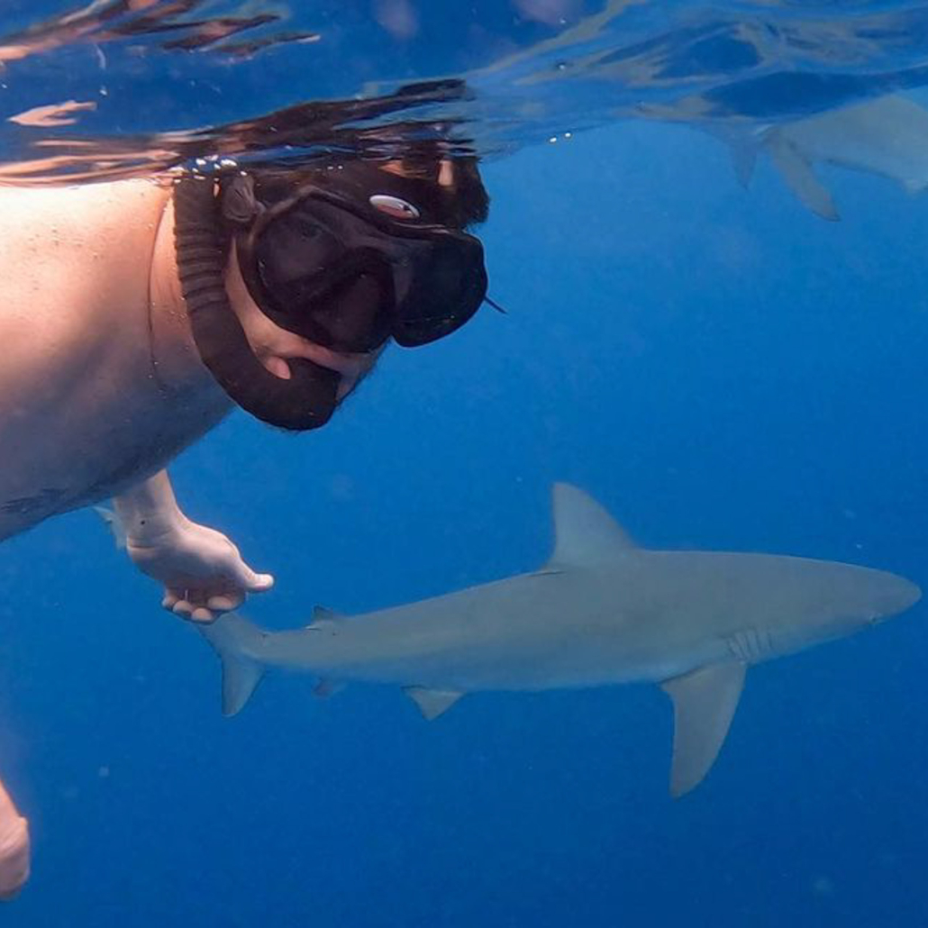 Oceanoutfittershawaii North Shore Summer Snorkel Raft Tour Close Look Shark