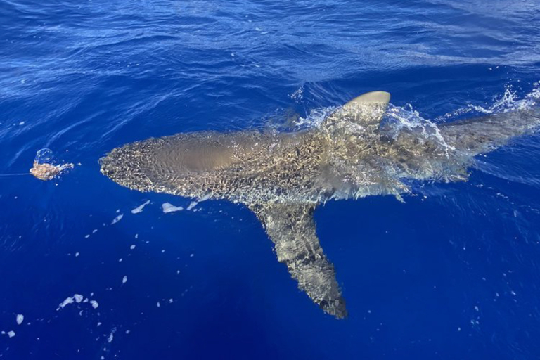 Oceanoutfittershawaii North Shore Summer Snorkel Raft Tour Shark