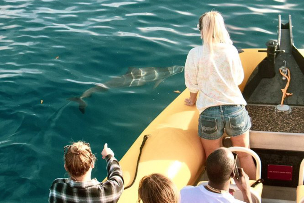 Oceanoutfittershawaii North Shore Summer Snorkel Raft Tour Watching Dolphin