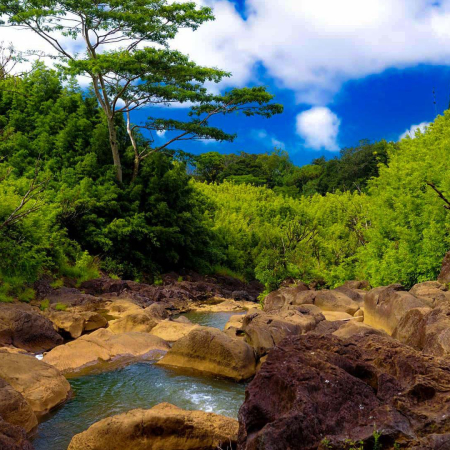 Private Road To Hana And Bamboo Forest Trek