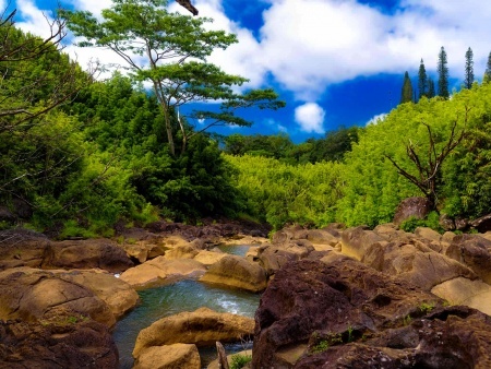 private road to hana and bamboo forest trek banner