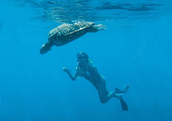 Sailmaui Lanai Coas Snorkel Slider Dive