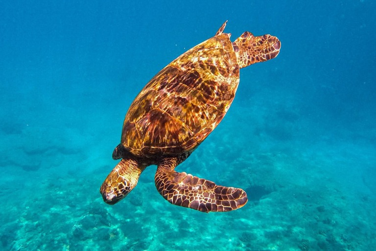 Sailmaui Lanai Coast Snorkel Feature Incredible Sea Life