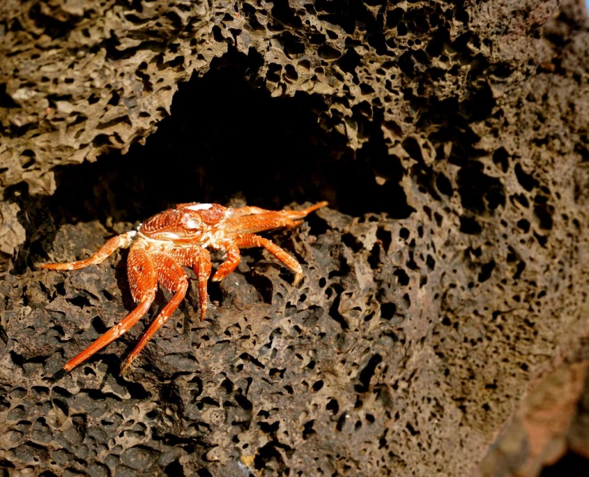 sea crab on the rocky beach taste of hana private tour holoholo maui tours