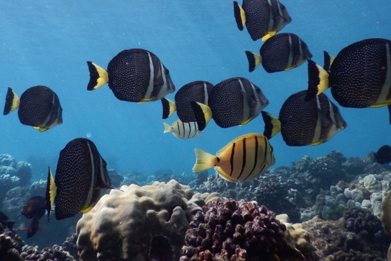 Seamaui Express Snorkel Cruise Feature An Easy Adventure