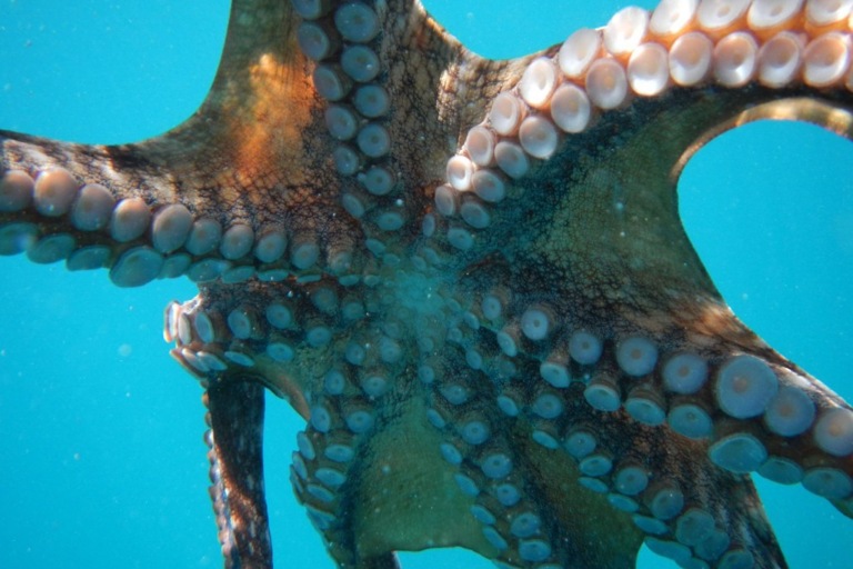 Seamaui Express Snorkel Cruise Feature An Easy Adventure Optopus
