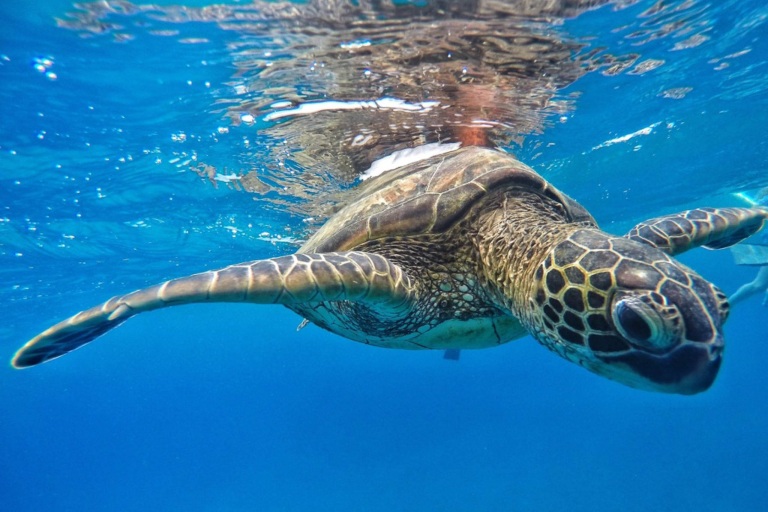Seamaui Express Snorkel Cruise Feature An Easy Adventure Turtle
