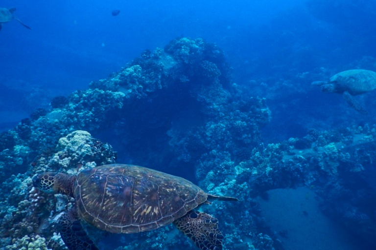 Seamaui Express Snorkel Cruise Feature Local Sea Life