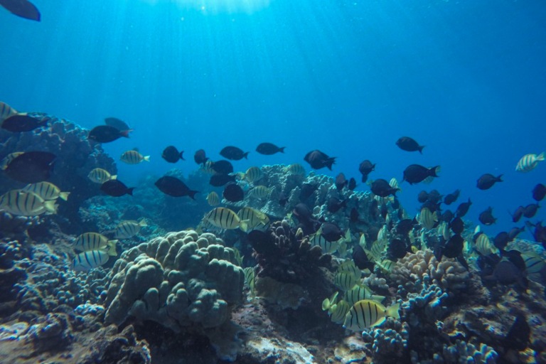 Seamaui Express Snorkel Cruise Feature Local Sea Life Fish