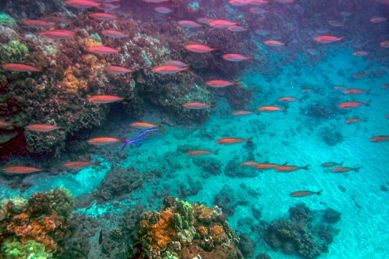 Seamaui Express Snorkel Cruise Feature Local Sea Life Pink