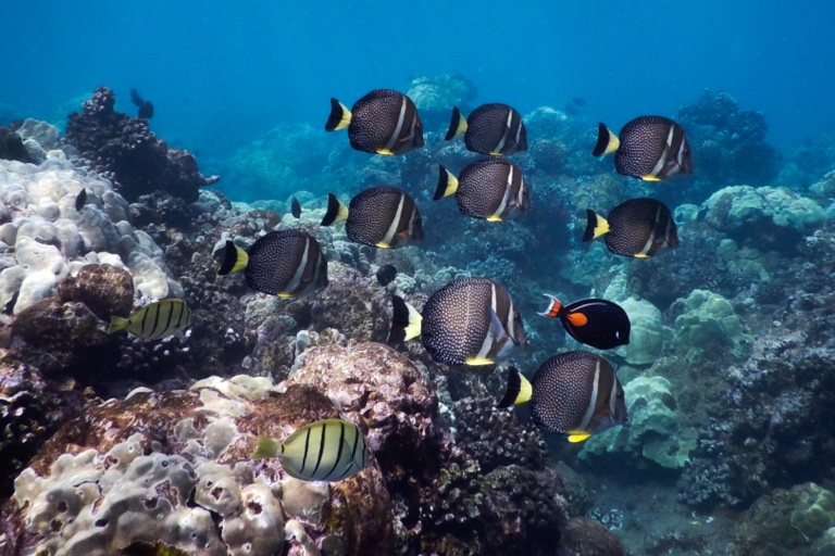Seamaui Express Snorkel Cruise Feature The Fun Boat Fish