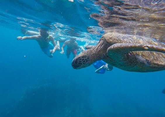 Seamaui Express Snorkel Cruise Slider Ocean