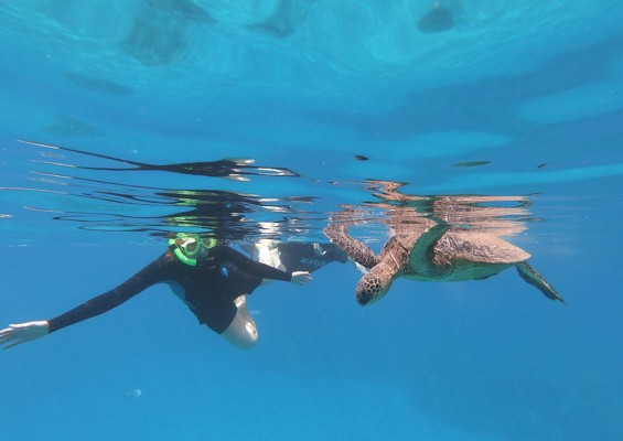 Seamaui Express Snorkel Cruise Slider Turtle And Man