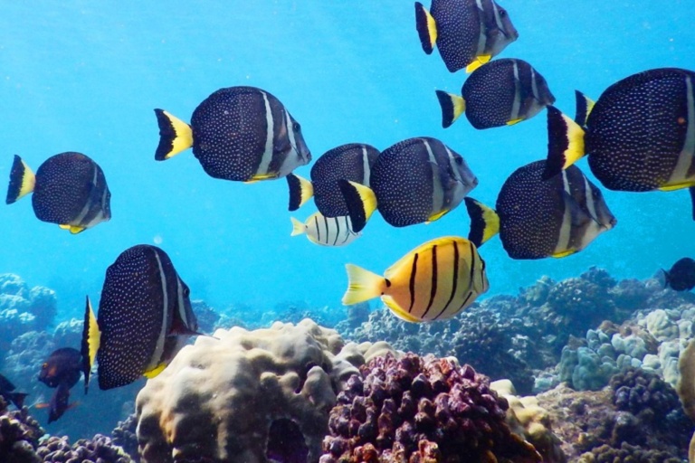 Seamaui West Maui Afternoon Snorkel Sail Feature Afternoon Tour