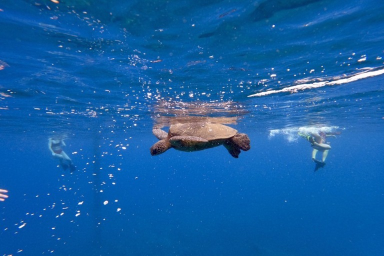Seamaui West Maui Afternoon Snorkel Sail Feature Westmaui Turtle