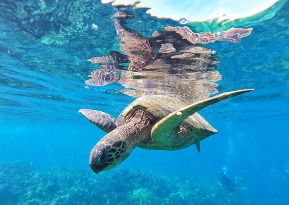 Seamaui West Maui Afternoon Snorkel Sail Slider Ocean