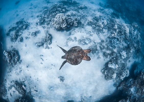 Seamaui West Maui Afternoon Snorkel Sail Slider Turtle