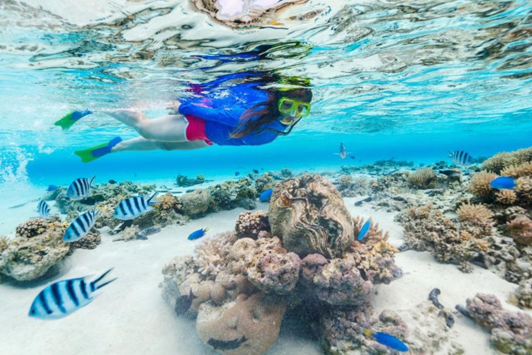 Seamaui West Maui Half Day Adventure Feature Coral Reef